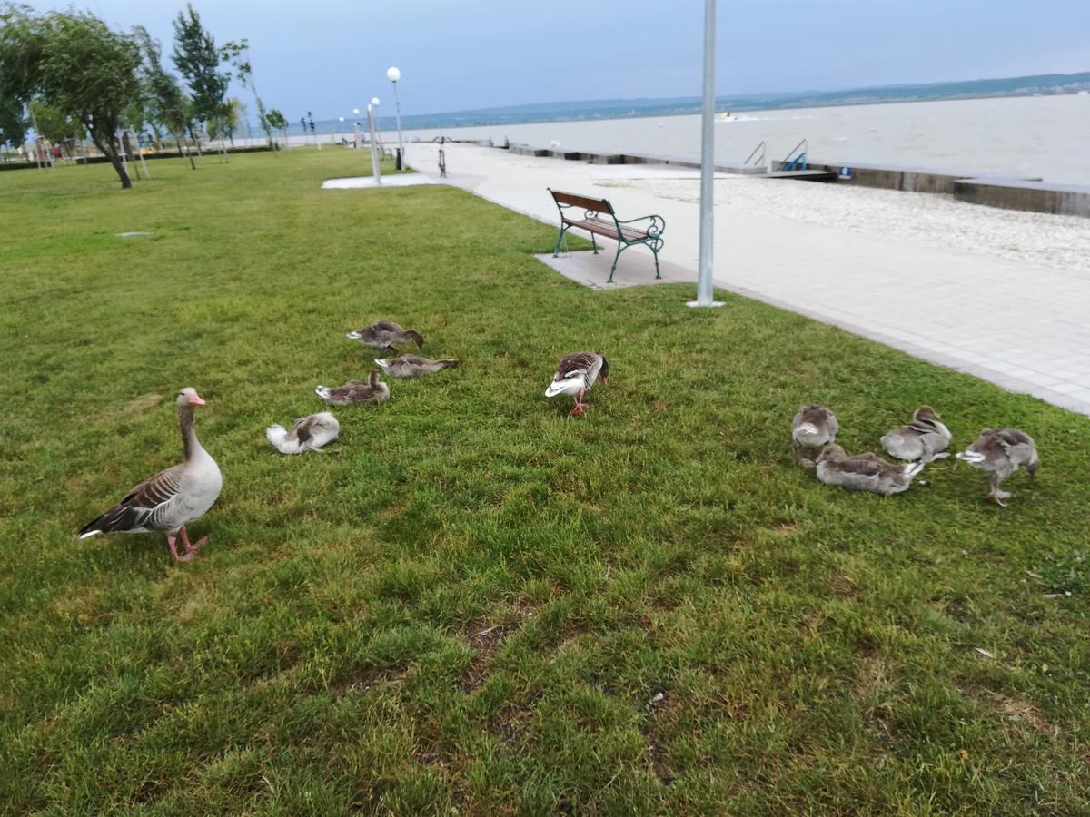 Ferienwohnungen Feldsee Illmitz Bagian luar foto