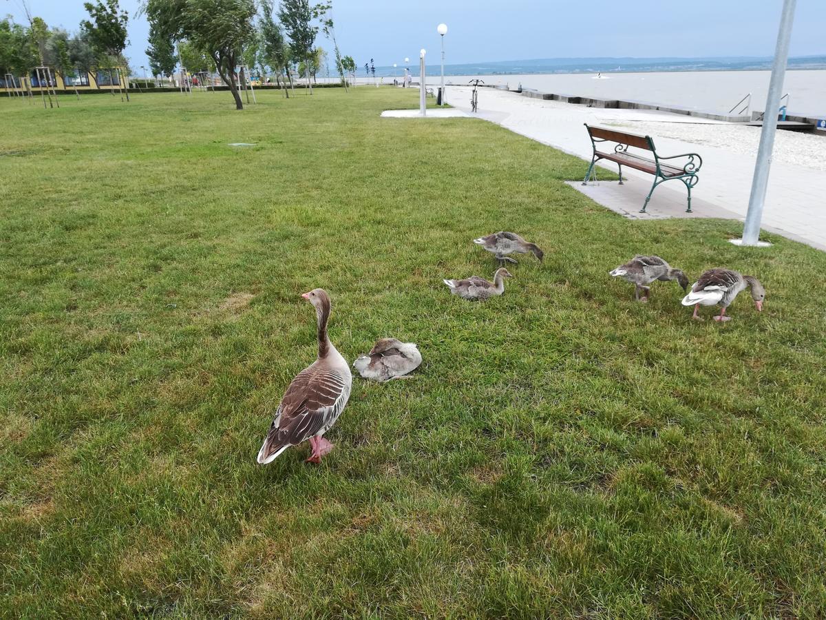 Ferienwohnungen Feldsee Illmitz Bagian luar foto